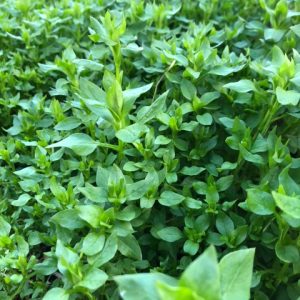 edible weeds